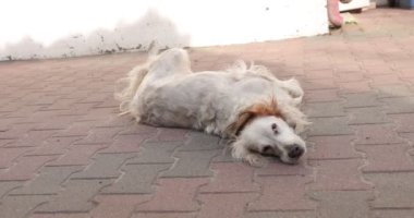 Beyaz köpek sırt üstü yatar kuyruğunu sallar ve yuvarlanır..