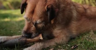 Köpek çimenlerde tahta bir sopayla oynuyor. Hayvanlar doğayı çiğner ve ısırır. Köpek dışarıda oynuyor. Arkaplanda yaz manzarası.