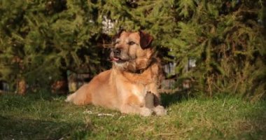 Dog playing with a wooden stick in the grass. Animal chew and biting a stick at nature. Dog playing outside. Summer landscape at background.