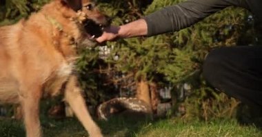 Köpek çimenlerde tahta bir sopayla oynuyor. Köpek, sahibinin elindeki tahta sopayı ısırır. 4k