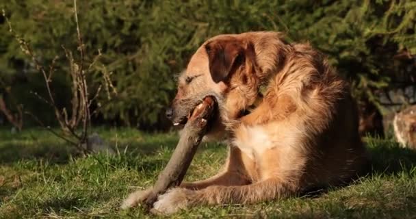 Hund leker med en träpinne i gräset. Djurtugga och bita en pinne på naturen. Hunden leker utanför. Sommar landskap i bakgrunden. — Stockvideo