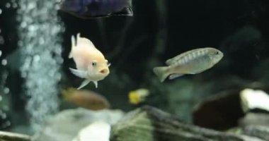 Beautiful aquarium. Aquarium freshwater fish swimming underwater