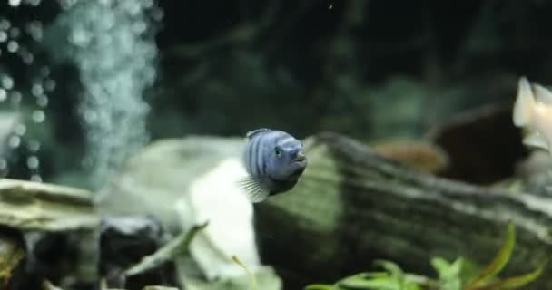 Bel aquarium. Aquarium poissons d'eau douce nageant sous l'eau — Video