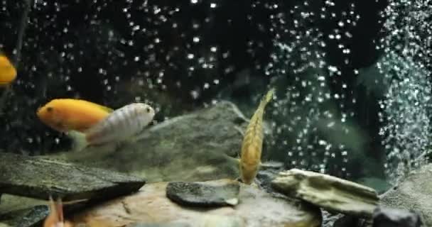 Slow Motion Of Fish Swimming In Tropical Freshwater Aquarium. Malawi Pavone e Ciclidi in acquario. — Video Stock