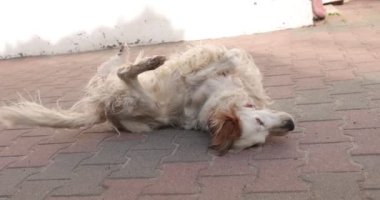 Beyaz köpek sırt üstü yatar kuyruğunu sallar ve yuvarlanır..