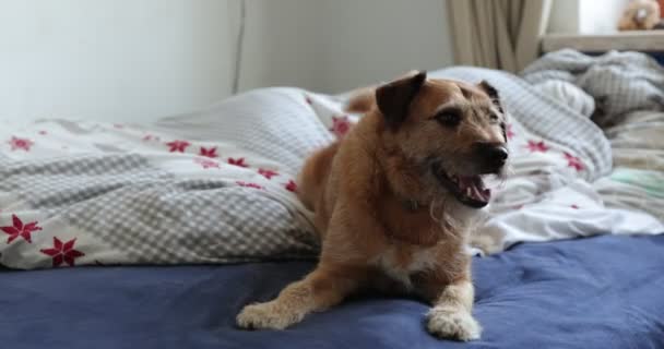 Beautiful and cute dog lying on the bed and twirls with his tail, relaxing on a couch at home, looking on camera. — Vídeo de stock