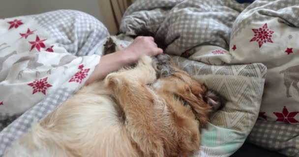 Leniwy noga-up terrier pies przedłużony relaks na zły z chłopcem. nastolatek chłopiec grać z pies pobyt w w łóżko. — Wideo stockowe