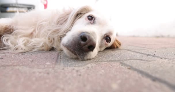 White dog lying outddor and looks into the camera — стоковое видео