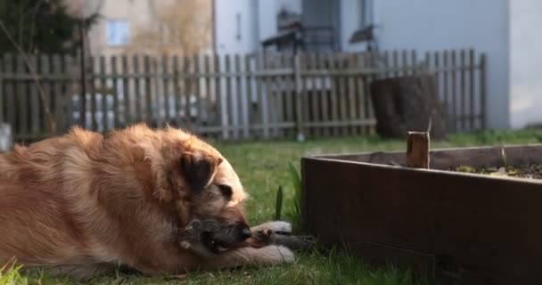 Hund leker med en träpinne i gräset. Djurtugga och bita en pinne på naturen. Hunden leker utanför. Sommar landskap i bakgrunden. — Stockvideo