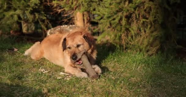 Hund leker med en träpinne i gräset. Djurtugga och bita en pinne på naturen. Hunden leker utanför. Sommar landskap i bakgrunden. — Stockvideo