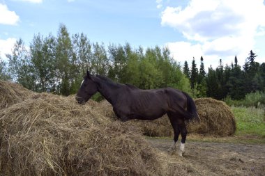 At temiz havada otluyor.