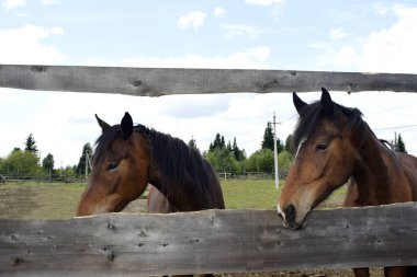 At temiz havada otluyor.