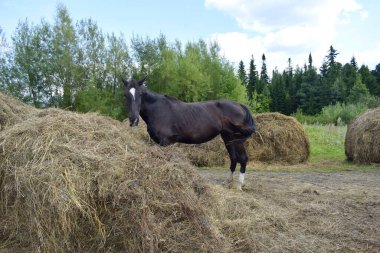 At temiz havada otluyor.