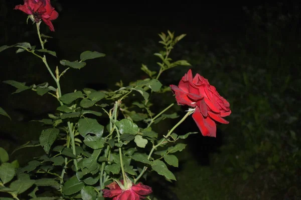 Rote Rose Auf Dunklem Hintergrund — Stockfoto