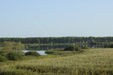 Yaz manzarası, orman ve tarlalar