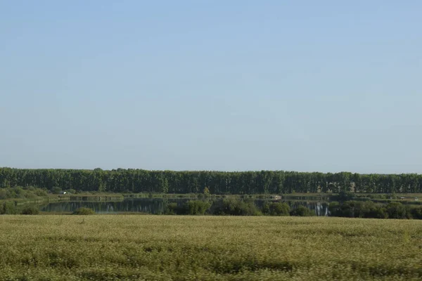 Летний Пейзаж Лес Поля — стоковое фото