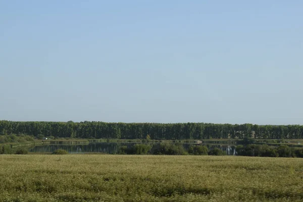 Paysage Été Forêt Champs — Photo