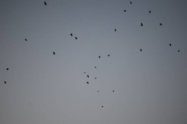 Bir kuş sürüsü gökyüzünde uçuyor.