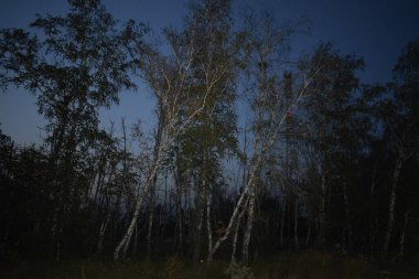 Yaz ormanında sisli bir gece