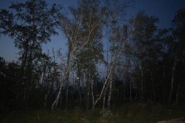 Yaz ormanında sisli bir gece