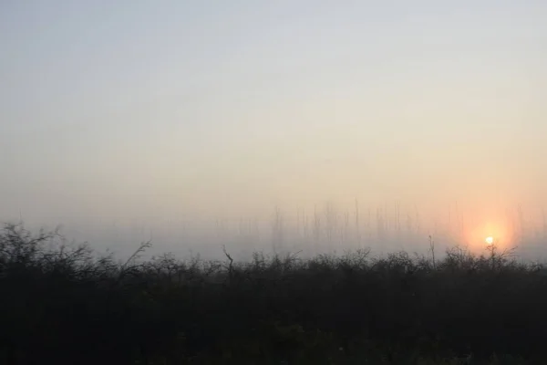 Amanecer Niebla Sobre Bosque — Foto de Stock
