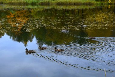 Ördekler gölette yüzer.