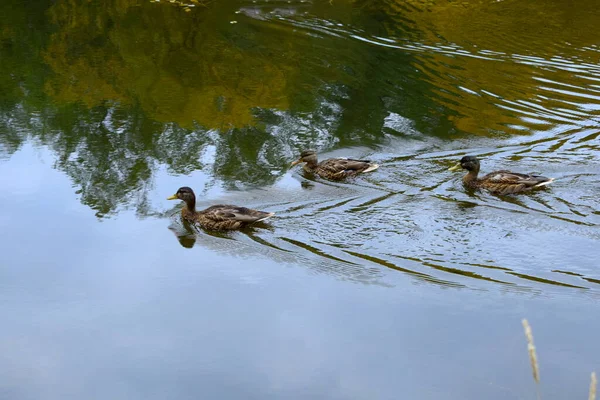 Eine Ente Mit Entchen Schwimmt Wasser — Stockfoto