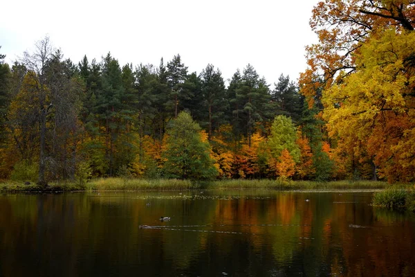 Autunno Dorato Nel Parco — Foto Stock