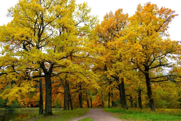 秋天在公园里 图库图片