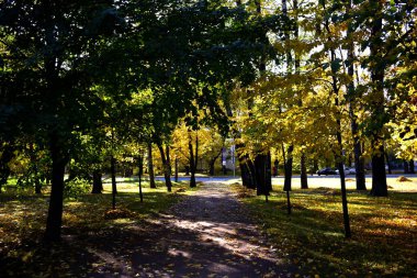 Parkta altın sonbahar