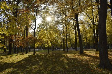 Parkta altın sonbahar
