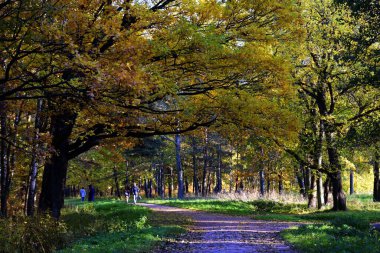 Parkta altın sonbahar