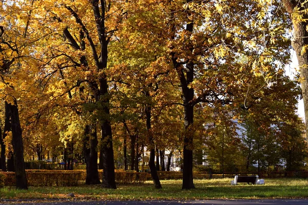 Золотая Осень Парке — стоковое фото