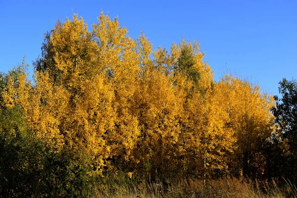 Goldener Herbst Park — Stockfoto