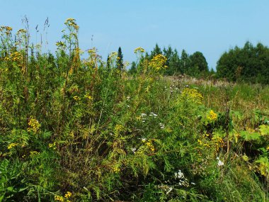 Çimen yetiştiren bir tarla