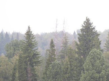 Kozalaklı orman, tayga manzarası.