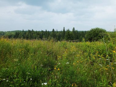 Çimen yetiştiren bir tarla
