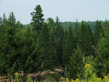 Kozalaklı orman, tayga manzarası.