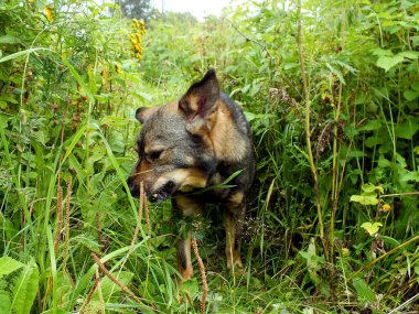 Çimlerdeki köpek, yaz günü.