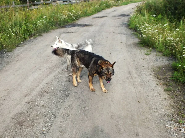 Cani Stanno Camminando Sulla Strada — Foto Stock