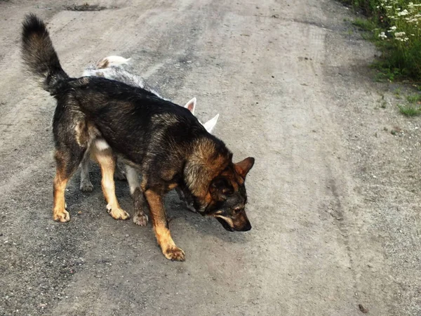 Cani Stanno Camminando Sulla Strada — Foto Stock