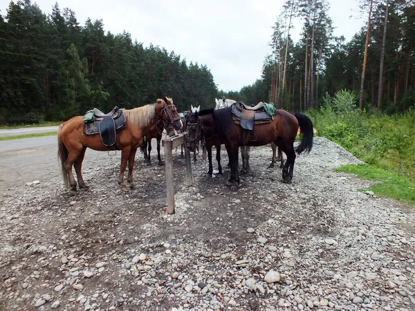 Pferde Auf Einem Pass Der Nähe Der Berge — Stockfoto