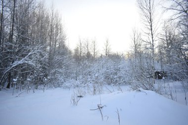 Kar kış ormandaki ağaçlar