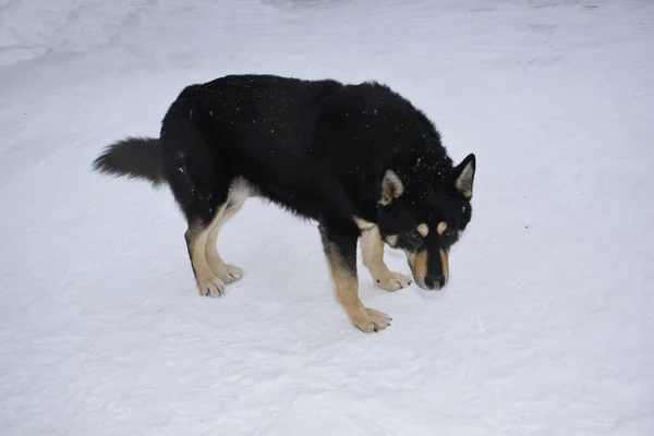 Schwarzer Hund Winter Freien — Stockfoto