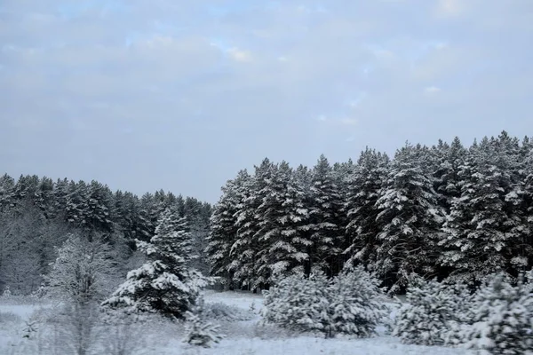 Albero Nella Neve Inverno — Foto Stock