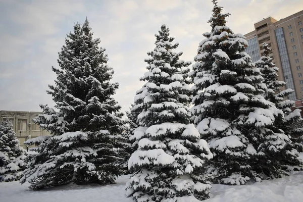 Δέντρο Στο Χιόνι Χειμώνα — Φωτογραφία Αρχείου