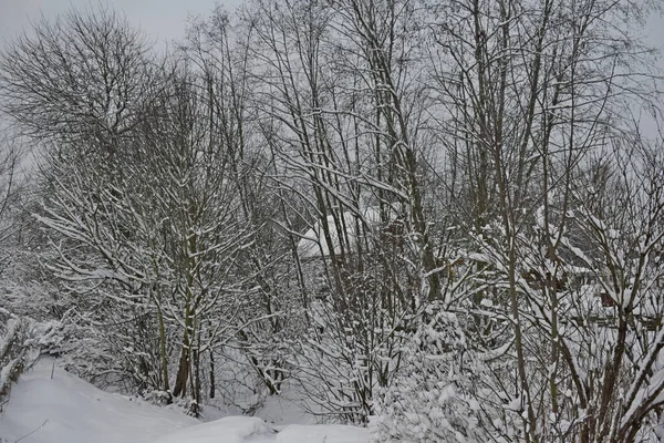 Δέντρα Στο Χιόνι Στο Δάσος Χειμώνα — Φωτογραφία Αρχείου