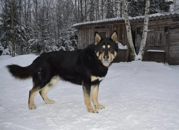 Schwarzer Hund Winter Freien — Stockfoto