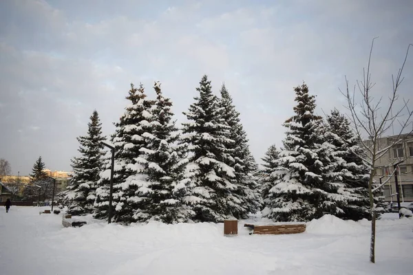 Träd Snön Vintern — Stockfoto