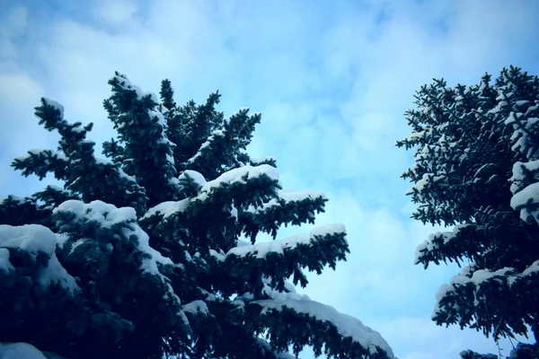 Дерево Снігу Взимку — стокове фото